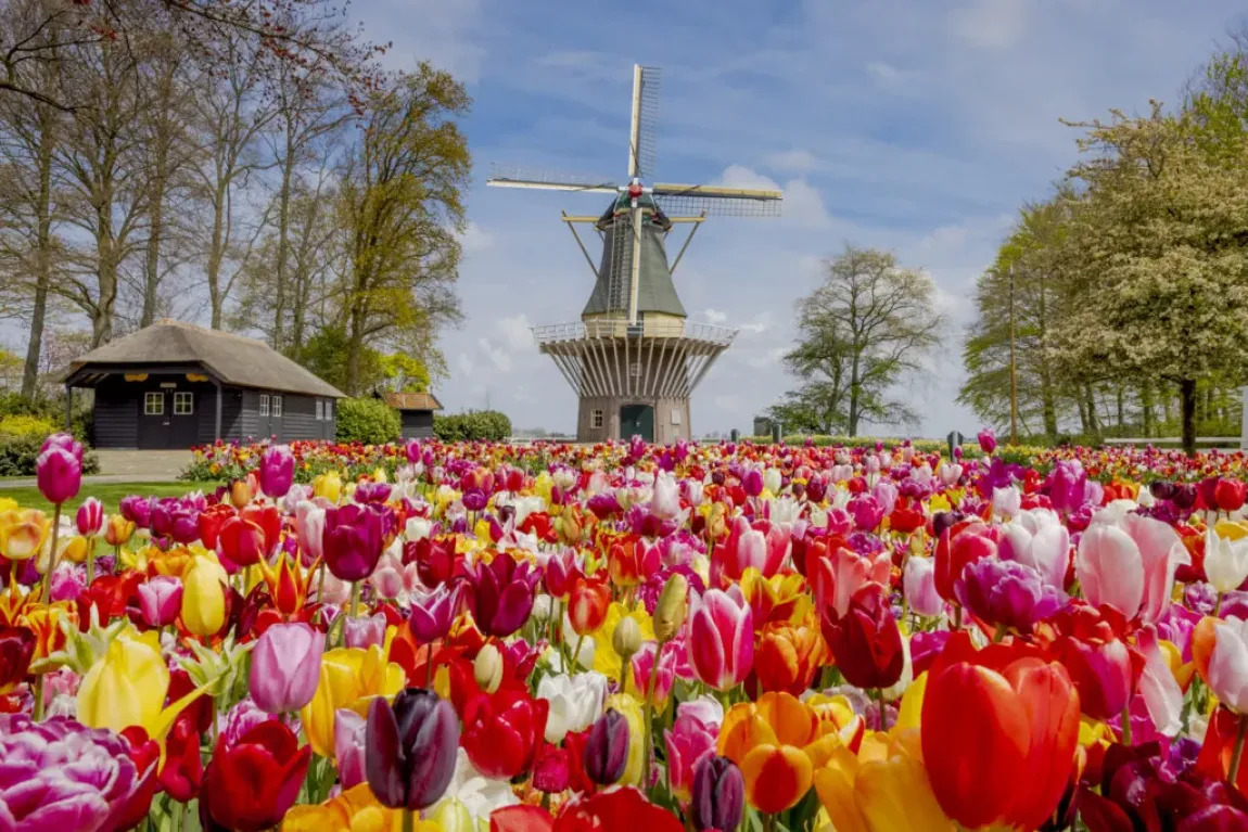 Keukenhof: a experiência da floração das tulipas