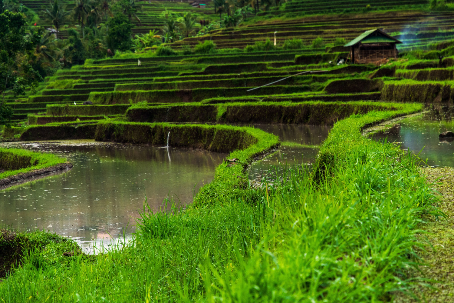 Ubud, em Bali, revela o centro cultural e espiritual da ilha